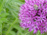 Allium