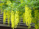 Laburnum