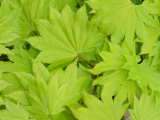 acer