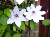clematis