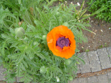 oriental poppy