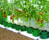 grow ring
