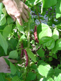 borlotti