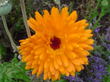 calendula