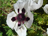 oriental poppy
