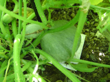 Baby Blue Hubbard