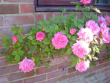 zepherine drouhin rose