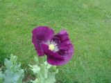 poppy annual