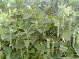Peas