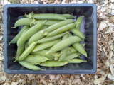 harvest 1