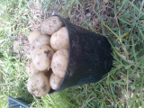 potatoe harvest