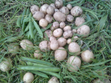 havest 2
