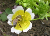 Honey bee...