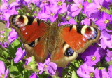 Peacock  butterfly