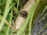 Young Frog Newton