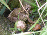 Frog Newton