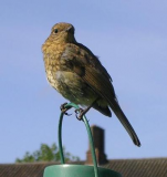 Young robin