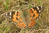 Painted lady butterfly