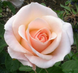 Rose 'Pretty Lady'