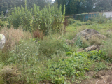 weeds...