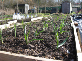 Garlic