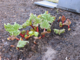 Rhubarb