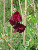 Sweet Pea