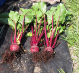 Beetroot