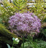 Allium