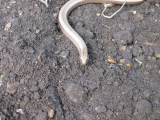 SlowWorm
