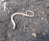 SlowWorm