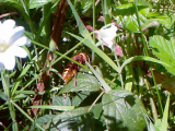 creepycrawly 1
