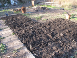 Potato beds March 09