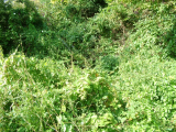 Day 0 - another jungle view