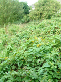 Day 0 - jungle from gate looking to rear of plot