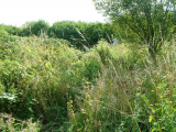 Day 0 - view from rear of plot towards gate