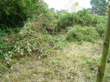 5 days in... identified a shed corner - nice hardstanding under that lot.