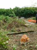 13 says in (Sept 6th 08) - a greenhouse base perhaps? 