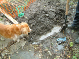 Day 13 (Sept 6th 08) - digging is cancelled for the day!