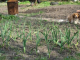 Soil - almost as far as the eye can see