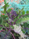 Purple sprouting broccoli