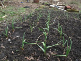 8th March garlic & onions
