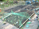 21st Sept - a wee veg patch for the winter