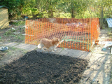 21st Sept - dog-proofed veg patch!
