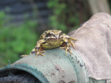 frog