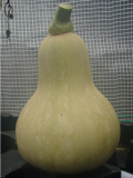 1st Butternut