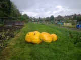 pumpkins