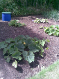 pumpkins