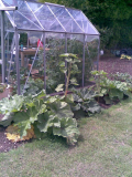 rhubarb