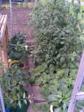 toms n peppers